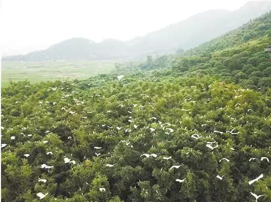 台山vs鹤山篮球直播视频，一场草根篮球的江湖对决，到底该去哪儿看？